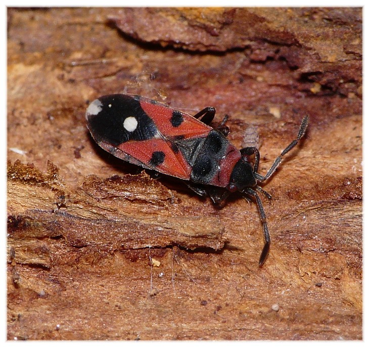 Horvathiolus gibbicollis